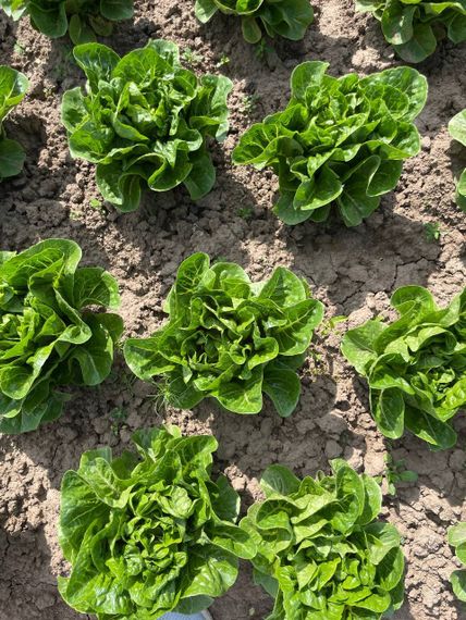 РАФАЭЛЬ семена салата Rijk Zwaan отзывы