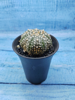Astrophytum Asterias (Астрофитум)
