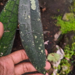 Хойя CLEMENSIORUM ALLIGATOR