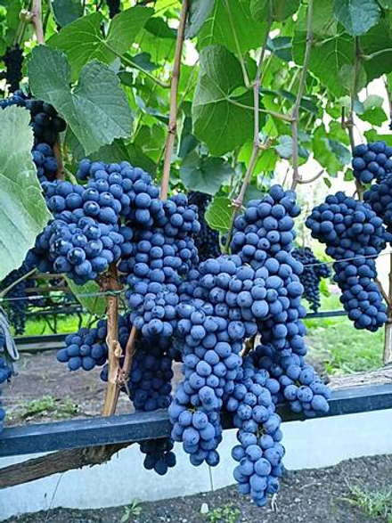 Виноград кишмиш Памяти Домбковской