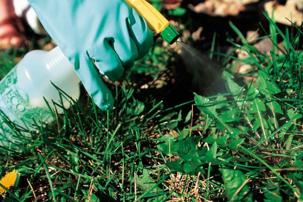 Как бороться с сорняками без химии: 7 эффективных методов Как бороться с сорняками без химии: 7 эффективных методов