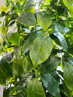 Хлебное дерево 280см в кашпо