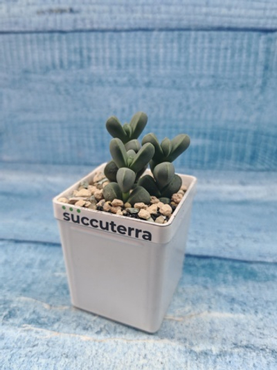 Сorpuscularia Lehmannii (Корпускулярия)