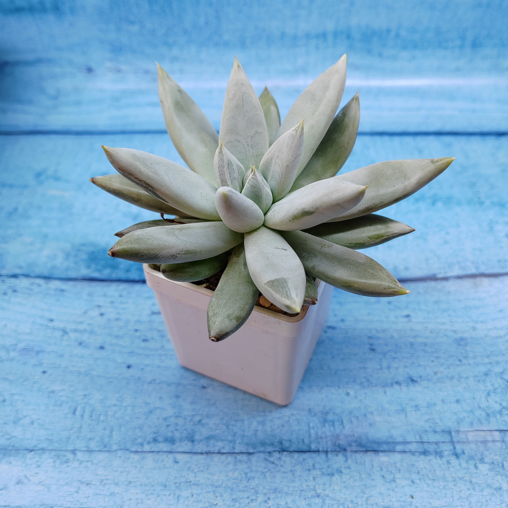 Echeveria Tolimanensis (Эхеверия)