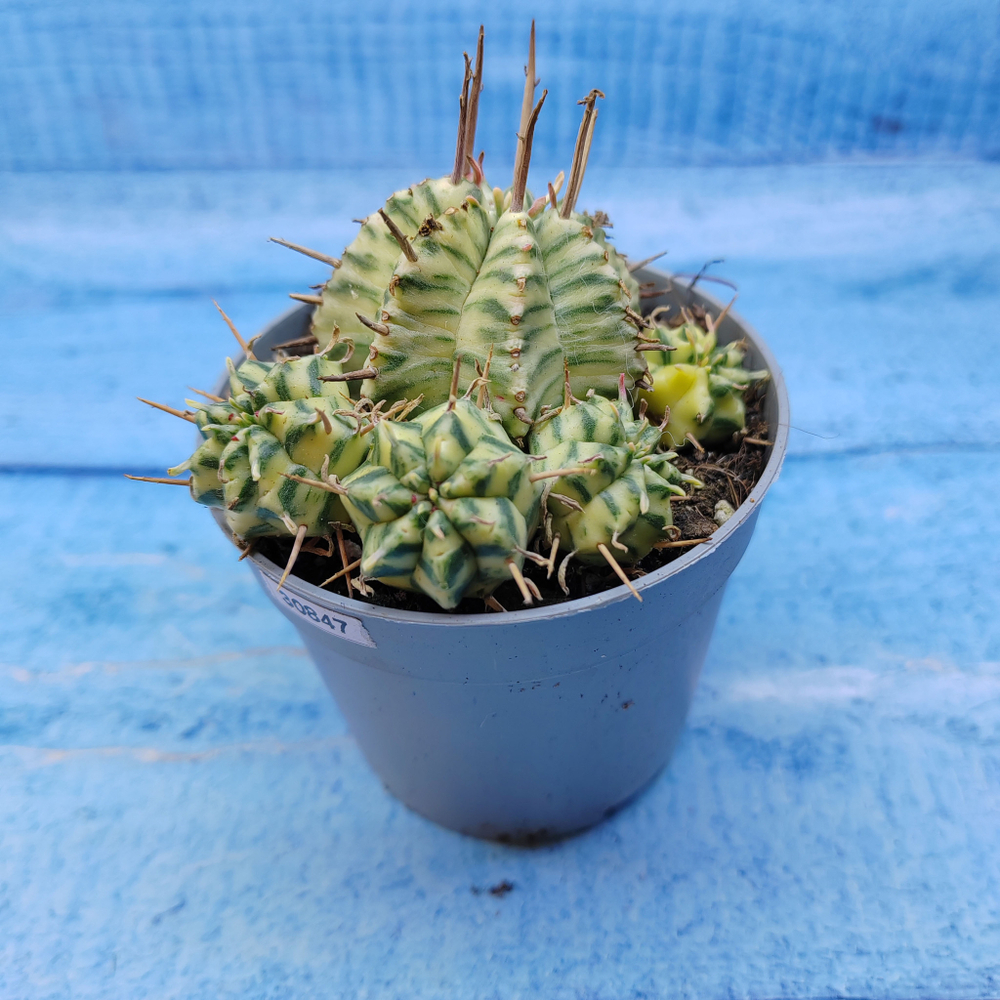 Euphorbia meloformis f. Variegated (Эуфорбия вариегатная)