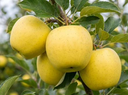 Саженец яблони «Папироянтарное» (Улучшенная Папировка, Летняя)