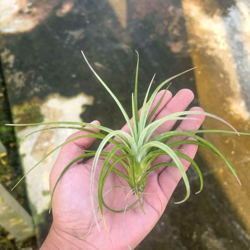 Тилландсия ionantha x paucifolia