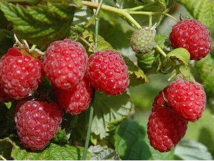 Малина Гусар