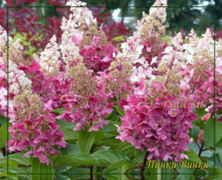Гортензия метельчатая Пинки Винки - Переливающийся Розовый (Hydrangea paniculata `Pinky Winky`)
