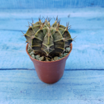 Gymnocalycium Friedrichii (Гимнокалициум)