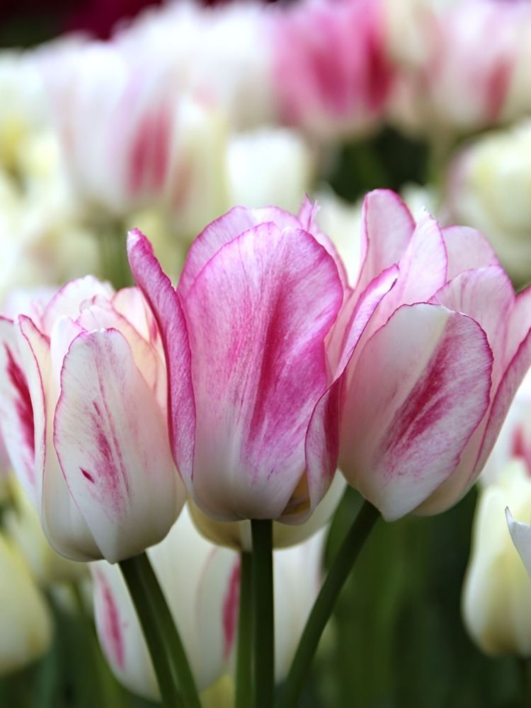 Тюльпан Кэнди Клаб Закупка М78 сентябрь 2026