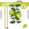 Кальянный табак PALITRA &quot;Apple&quot; Яблоко 40гр