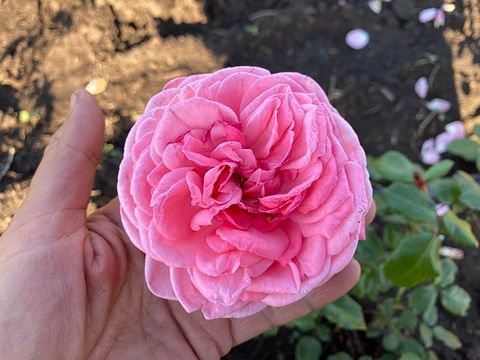 Prairie Joy (Прайри Джой)
