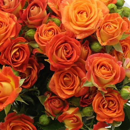 Роза спрей Фиеста Баблс/Fiesta Bubbles