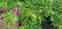 Дикий картофель Розовое Еловое Яблоко (Pink Fir Apple Potatoes), 10 клубней