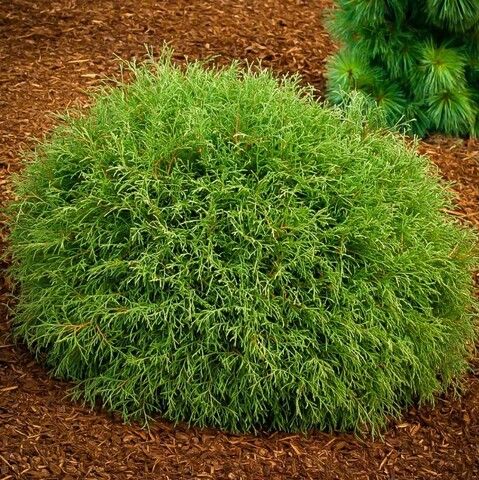 Туя западная Боулин Болл