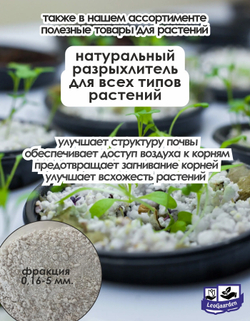 Тюльпан Луковица, Вайт Мастер, 8+ шт