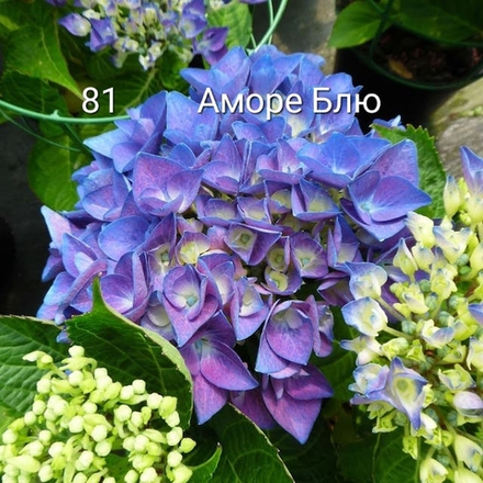 AMORE BLUE (Стандарт поставки Р9)2025г.
