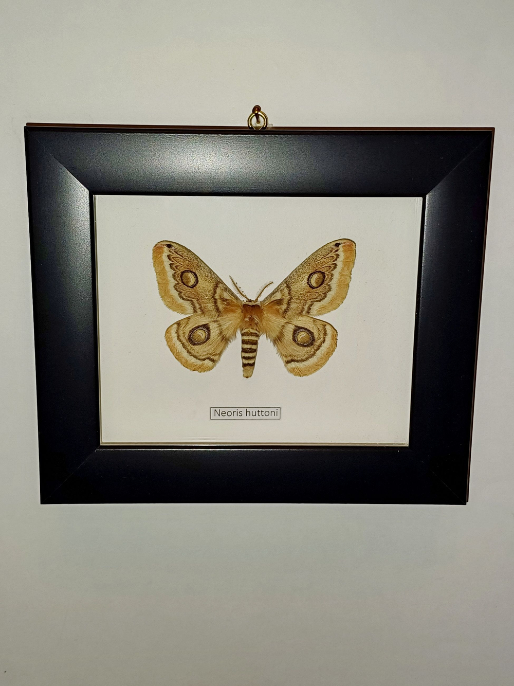 Сатурния Neoris huttoni самка в рамке