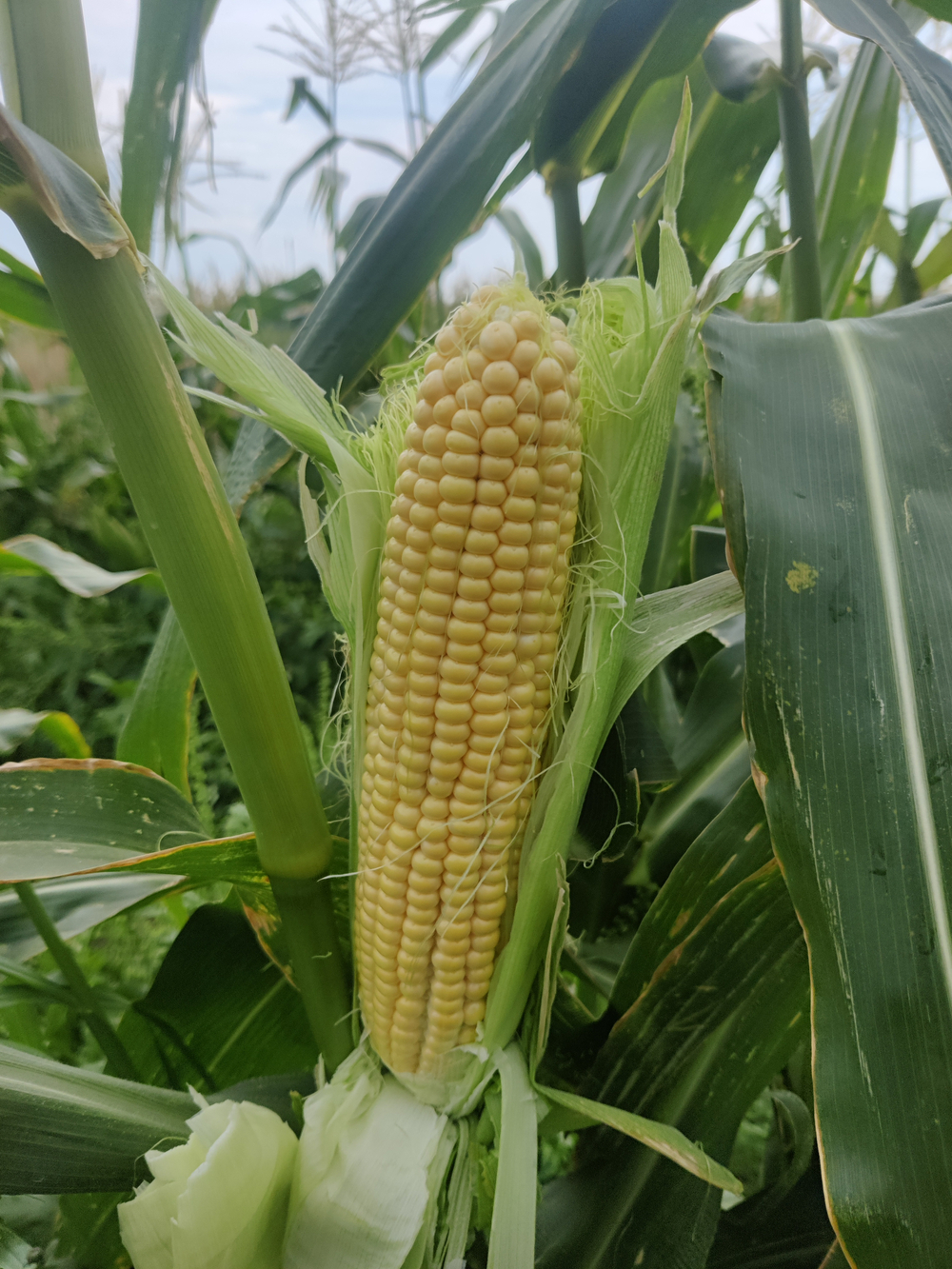 Кимбер Корн F1 семена кукурузы ( Yuksel Tohum / )