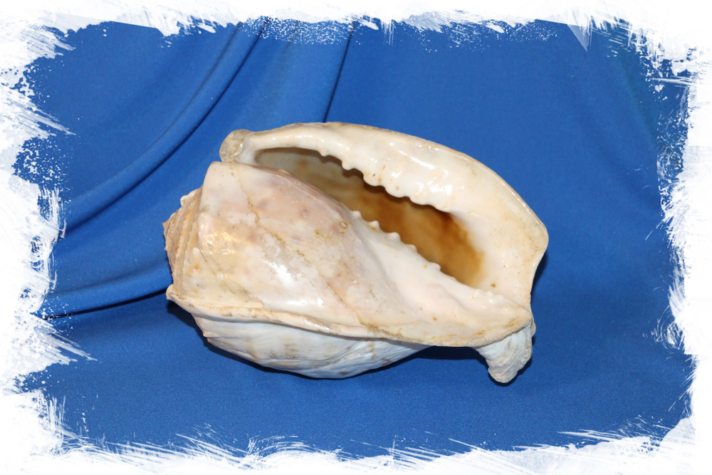 Кассис тесселлата (Cassis tessellata) 20см. 1шт.