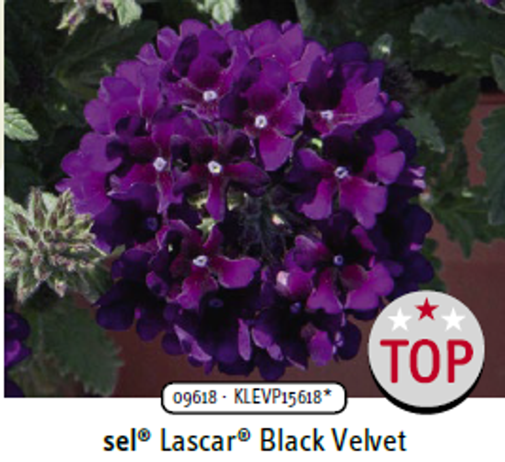 ЕВРО Вербена Lascar Black Velvet укорененный черенок ОКС начало декабря