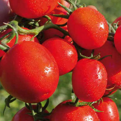 Перфектпил F1 семена томата детерминантного (Seminis / Семинис)