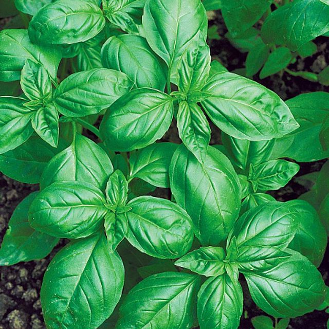 Микрозелень