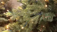 Ель Ирландская с лампочками 260 см., 504 LED лампы, литая хвоя+пвх, Black Box (74400)