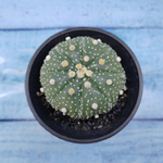 Astrophytum Asterias (Астрофитум)