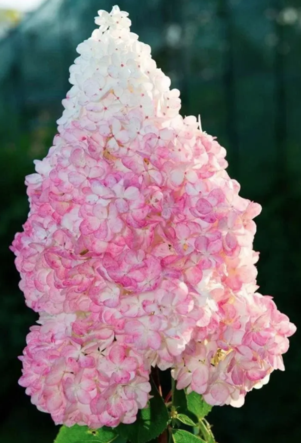 Ванила Фрайз (Vanille Fraise)