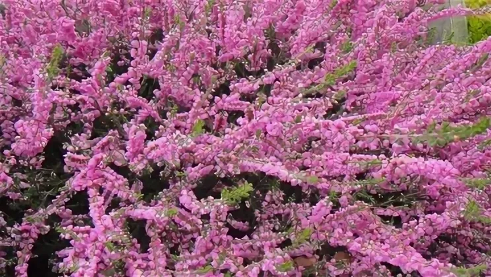 Вереск (лат. Calluna) видовой обыкновенный