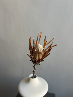 Протея Брэнда