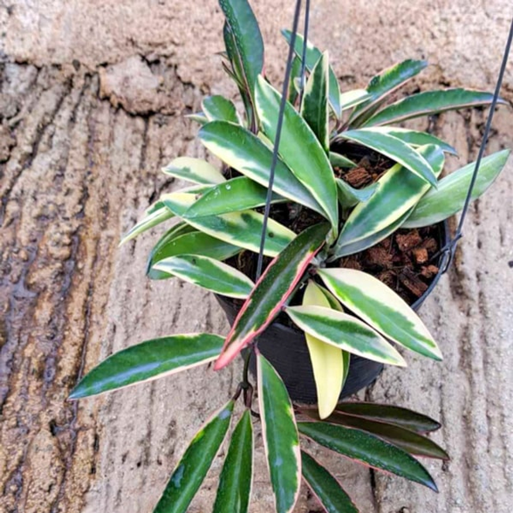 Хойя KENTIANA LORI LYN