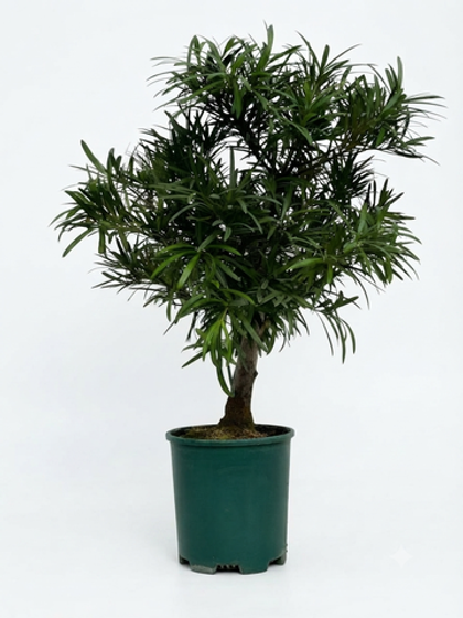 Подокарп крупнолистный Japanese Hinoki Cypress д.18