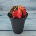 Gymnocalycium Variegata (Гимнокалициум Вариегатный)