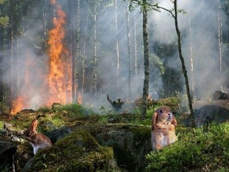 Гибридный огнестойкий гель защитит дома от пожаров