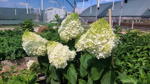 Гортензия метельчатая "Меджикал Маунт Малинче (3/6 веток) Закупка М59 апрель 2026