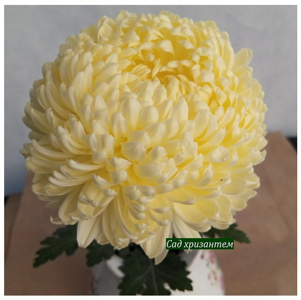 Хризантема одноголовая Creamish white ☘ о.60 (Временно нет в наличии)