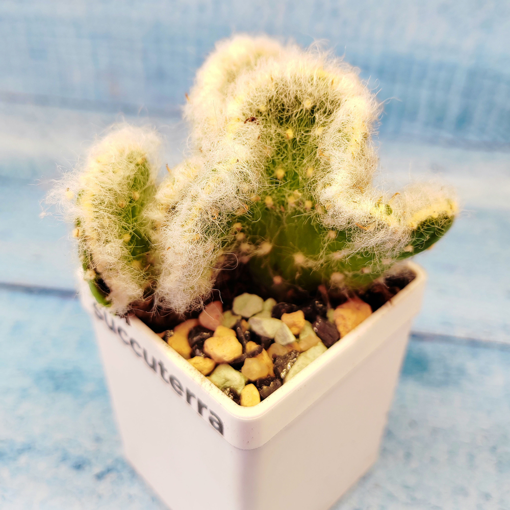 Opuntia vestita cristata (Опунция кристатная)
