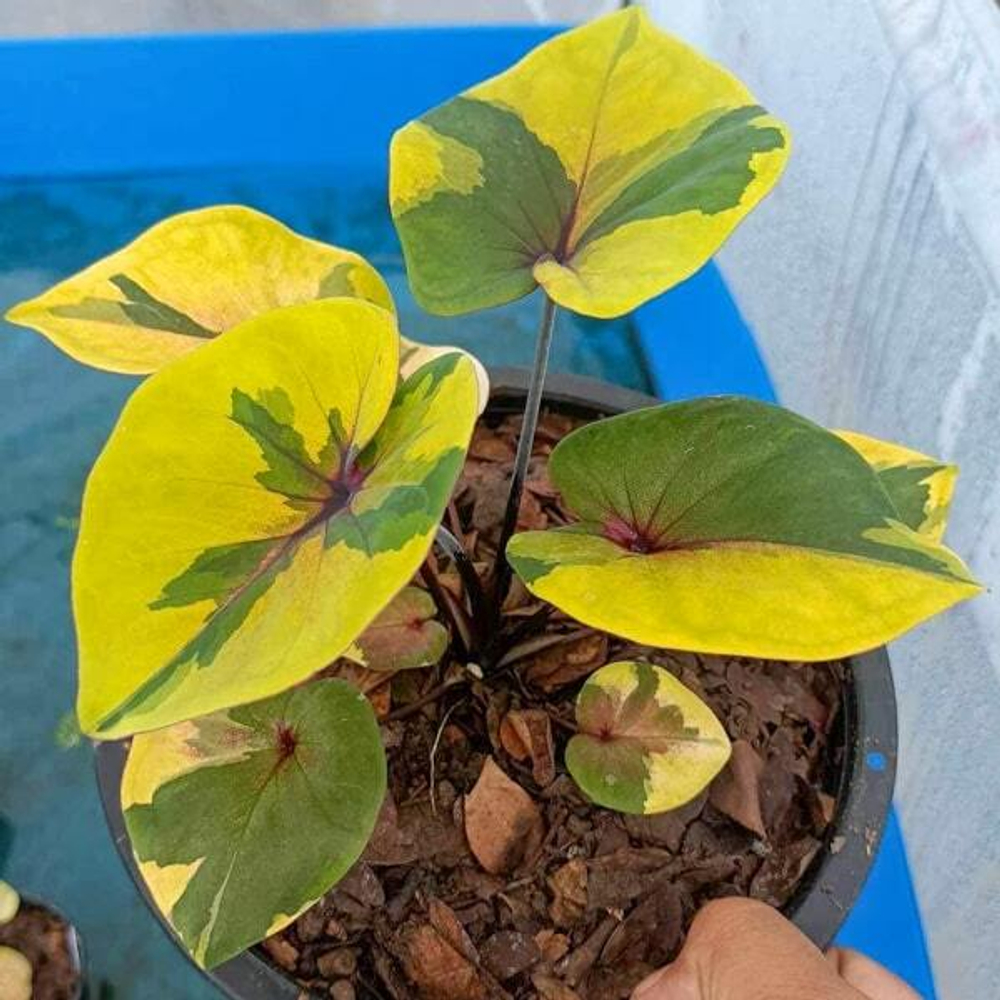 Каладиум SUNSHINE DREAM (P43)