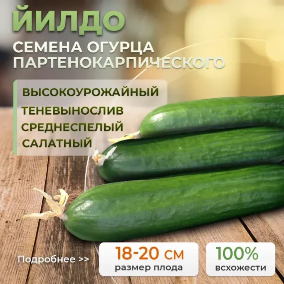 ЙИЛДО семена огурца (Bejo | Alexagro)