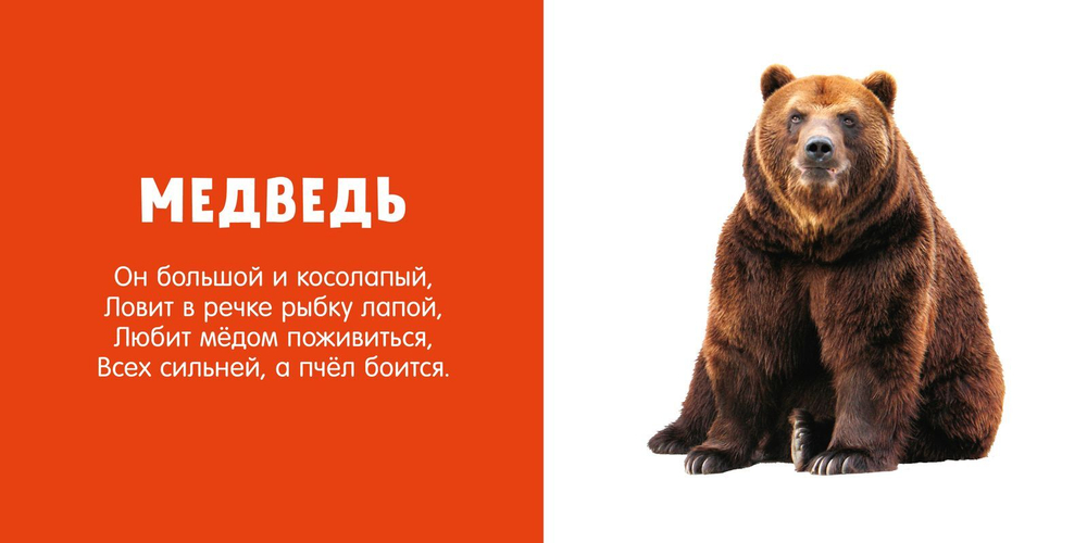 Первые слова. Любимые животные. Фотокнига со стихами