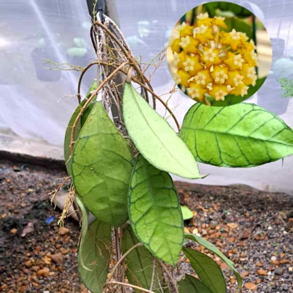 Хойя SP UT158 KALIMANTAN