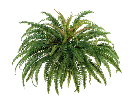 Папоротник лесной