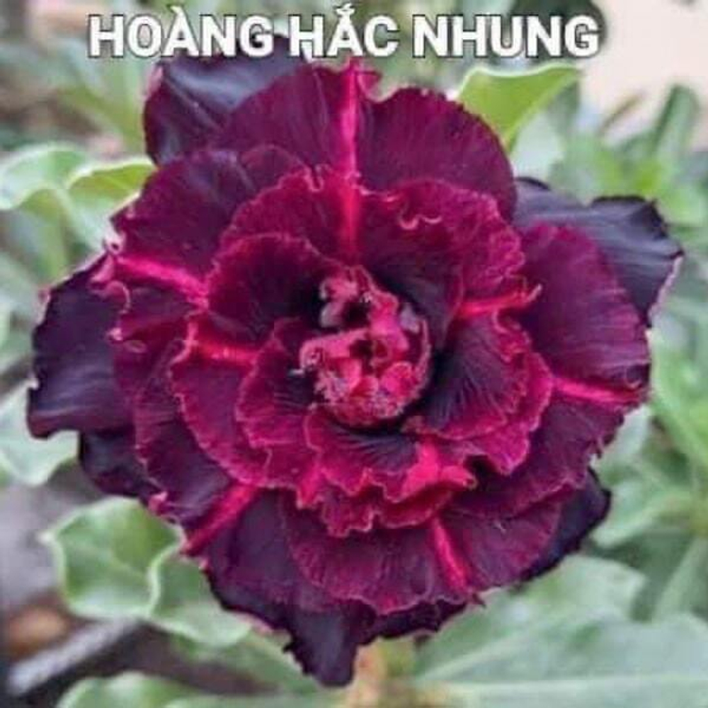 Адениум обесум HOANG HAC NHUNG