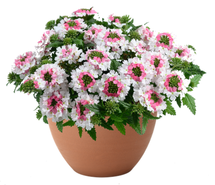 ЕВРО Вербена Verbena Vanessa Compact Bicolour Marshmallow укор черенок декабрь