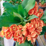 Эуфорбия Миля CHAM CHAN