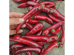 Перец сладкий Purple Marconi - Маркони Фиолетовый