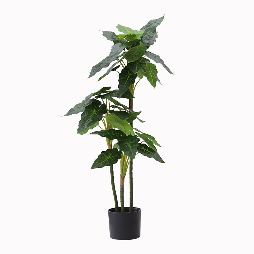 Алоказия 100 см.